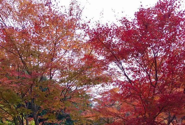 宝厳院の写真・動画_image_169169