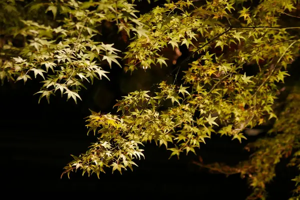 白鳥庭園の写真・動画_image_169517