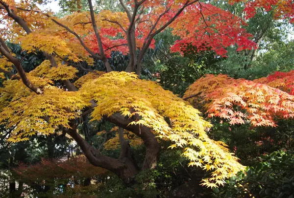 紅葉渓庭園の写真・動画_image_16954