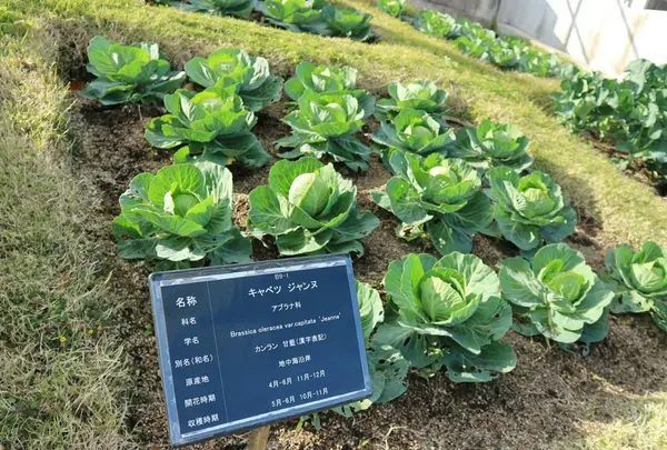 淡路夢舞台の写真・動画_image_169560
