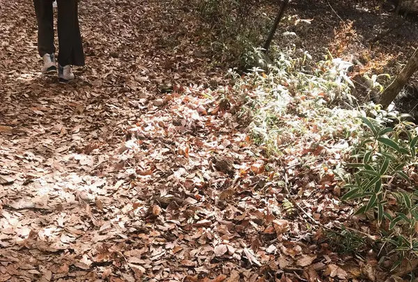 マゼノ渓谷の写真・動画_image_170023