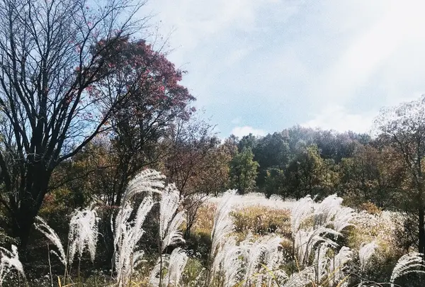 マゼノ渓谷の写真・動画_image_170036