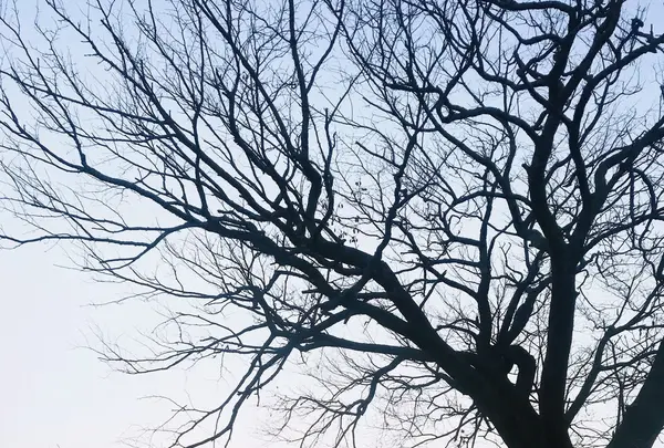 前原の一本桜の写真・動画_image_170039