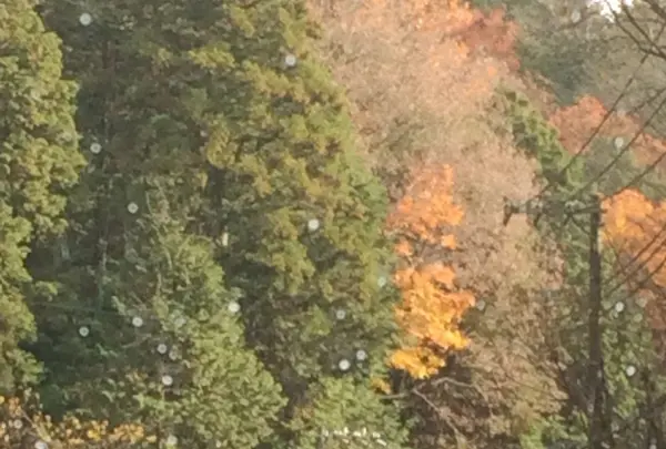 室生寺の写真・動画_image_170184