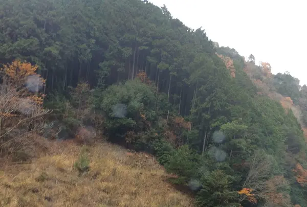 室生寺の写真・動画_image_170188