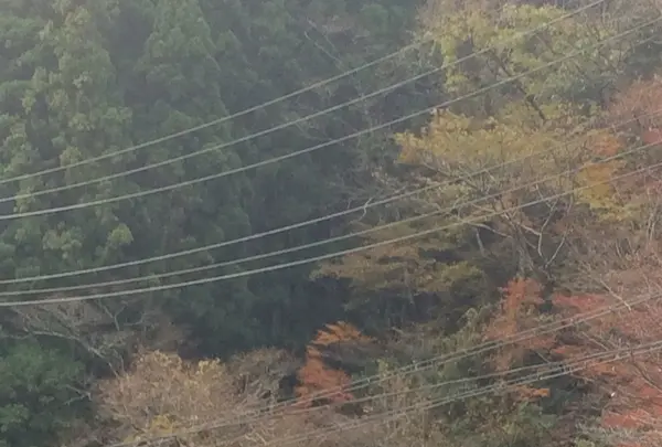 室生寺の写真・動画_image_170189