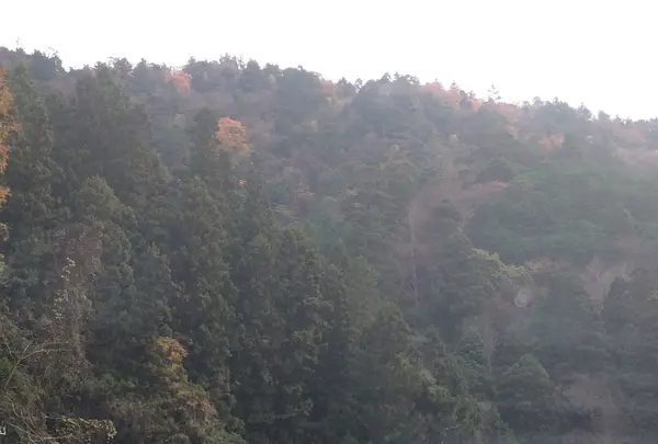 室生寺の写真・動画_image_170190