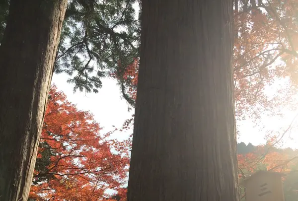 室生寺の写真・動画_image_170206