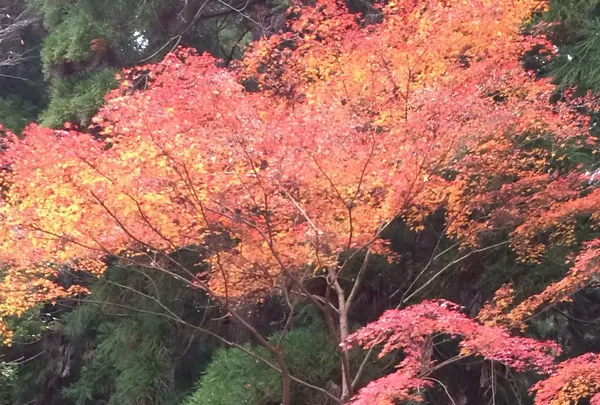 室生寺の写真・動画_image_170217