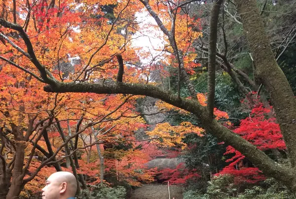 室生寺の写真・動画_image_170218
