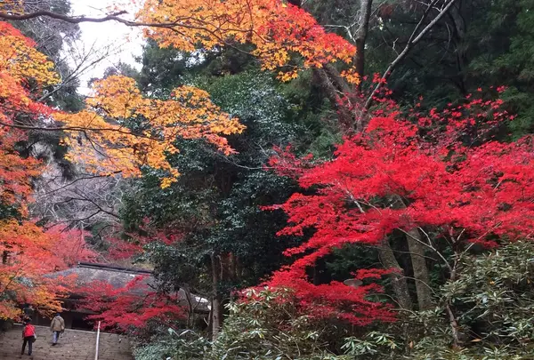 室生寺の写真・動画_image_170219