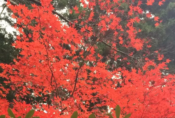室生寺の写真・動画_image_170226