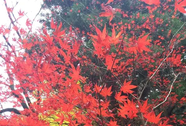 室生寺の写真・動画_image_170227