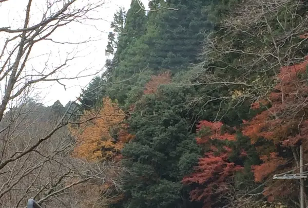 室生寺の写真・動画_image_170238