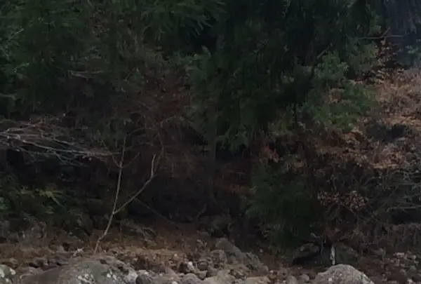 室生寺の写真・動画_image_170240