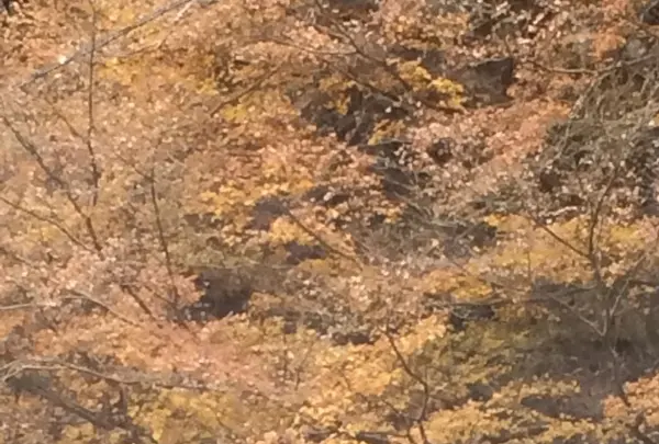 室生寺の写真・動画_image_170241