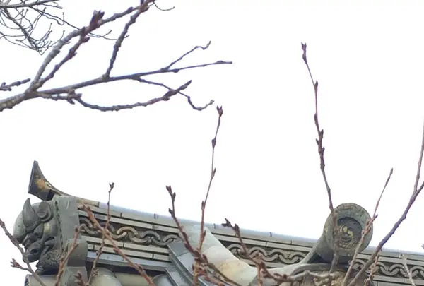 法隆寺の写真・動画_image_170623