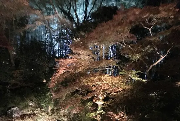 青蓮院門跡の写真・動画_image_171029