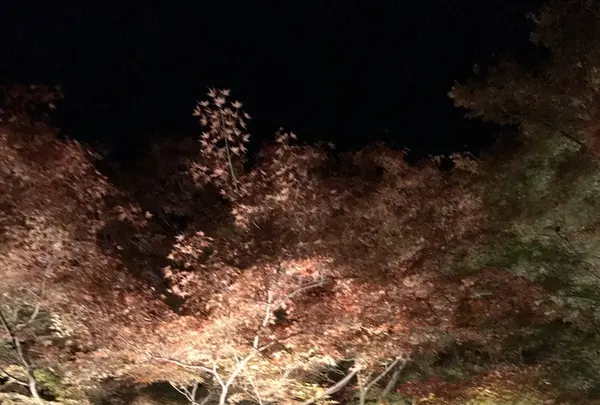 青蓮院門跡の写真・動画_image_171030