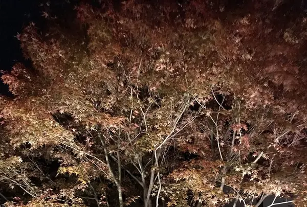 青蓮院門跡の写真・動画_image_171031