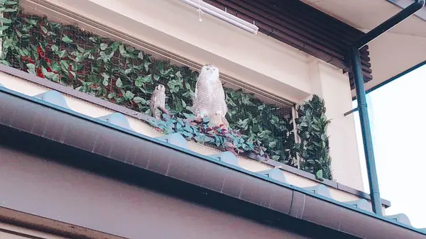 嵐山の写真・動画_image_171143