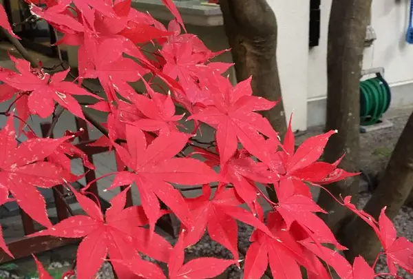 瑞鳳殿（仙台藩租伊達政宗公御廟）の写真・動画_image_171148