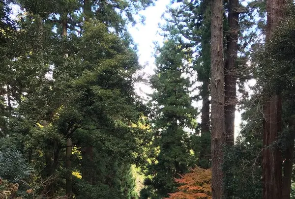 瑞鳳殿（仙台藩租伊達政宗公御廟）の写真・動画_image_171152