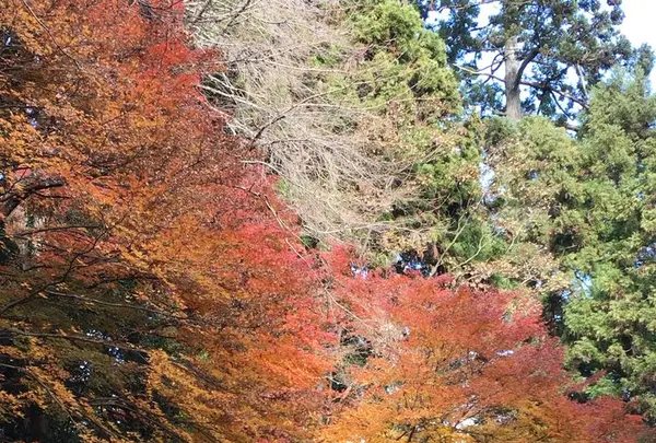 瑞鳳殿（仙台藩租伊達政宗公御廟）の写真・動画_image_171153