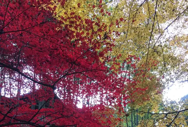 瑞鳳殿（仙台藩租伊達政宗公御廟）の写真・動画_image_171154