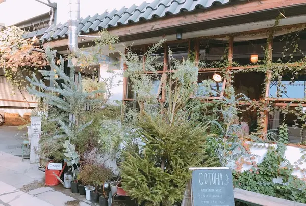Cotoha（コトハ）の写真・動画_image_171176