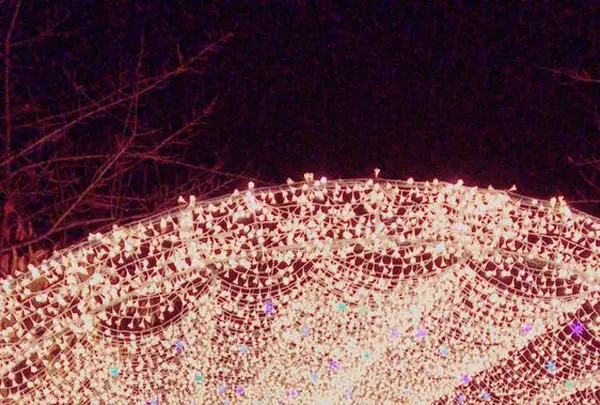 なばなの里の写真・動画_image_171226
