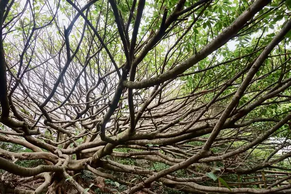 アコウの木の写真・動画_image_171694
