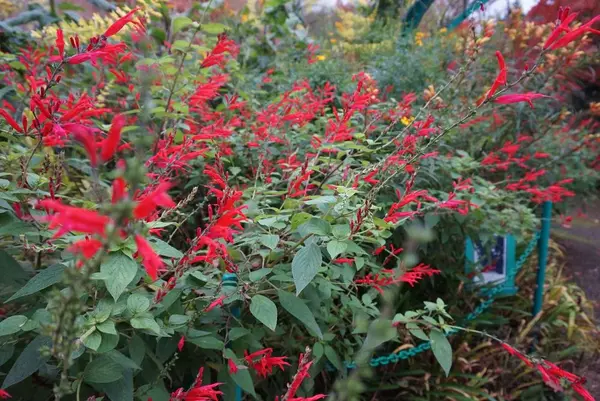 北川村「モネの庭」マルモッタンの写真・動画_image_171703