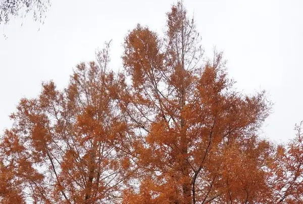 北川村「モネの庭」マルモッタンの写真・動画_image_171718