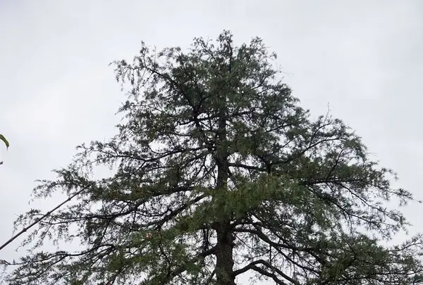 北川村「モネの庭」マルモッタンの写真・動画_image_171726