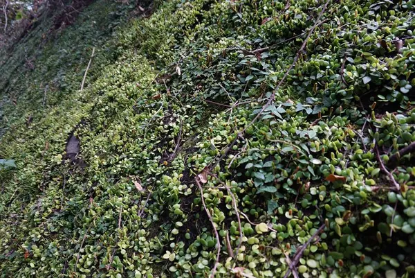 室戸岬灯台の写真・動画_image_171747