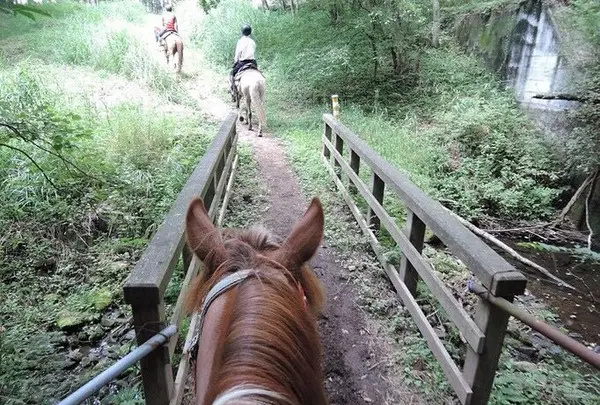 カナディアンキャンプ乗馬クラブの写真・動画_image_171783