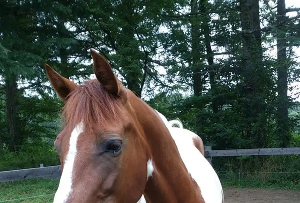 カナディアンキャンプ乗馬クラブの写真・動画_image_171785