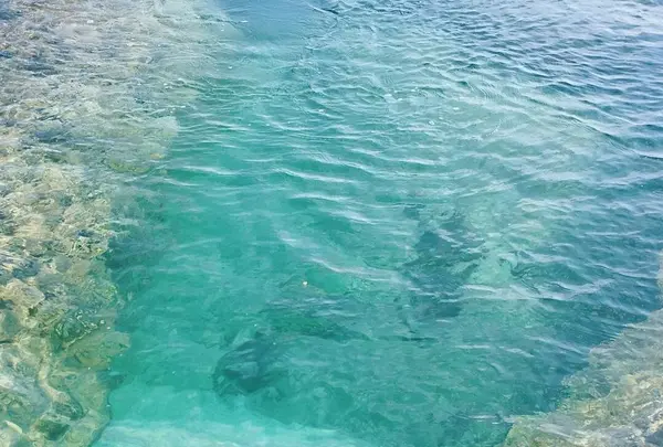 ハートロックの写真・動画_image_171866