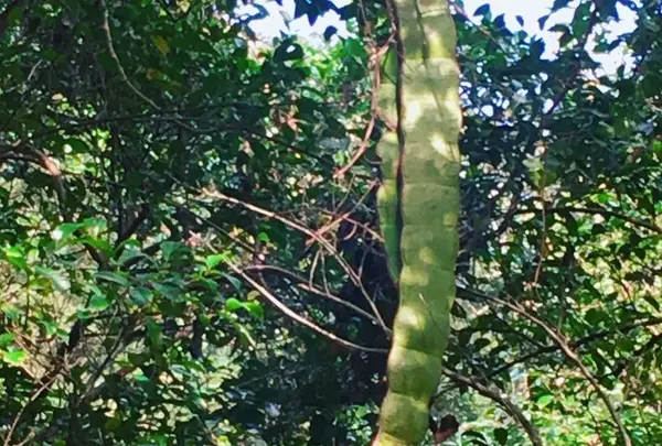 モダマの郷の写真・動画_image_171878