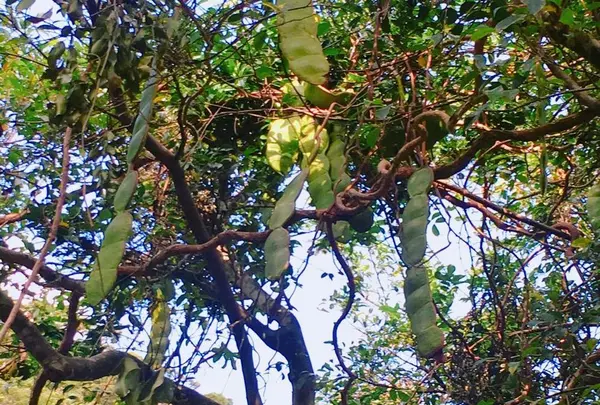 モダマの郷の写真・動画_image_171879