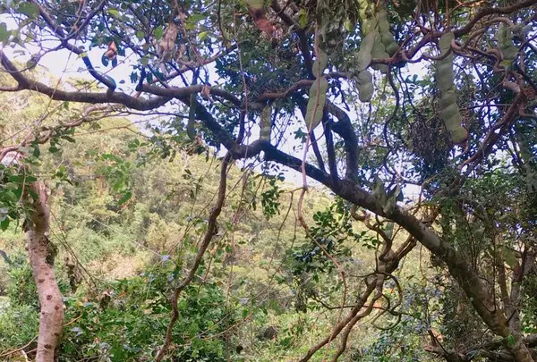 モダマの郷の写真・動画_image_171881