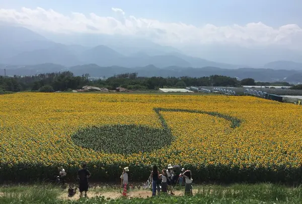 明野のひまわり畑の写真・動画_image_171938