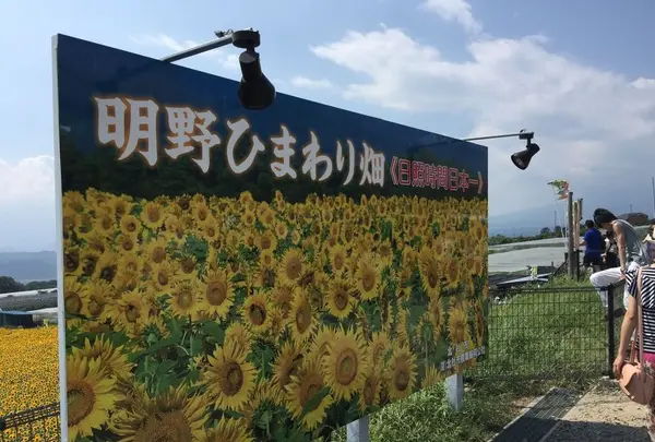 明野のひまわり畑の写真・動画_image_171939