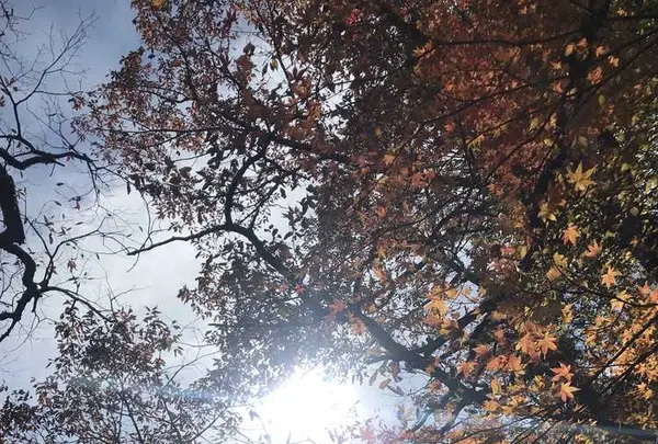 マゼノ渓谷の写真・動画_image_173043