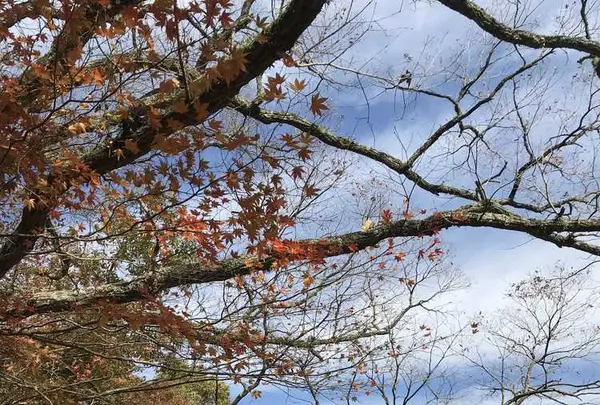 マゼノ渓谷の写真・動画_image_173044