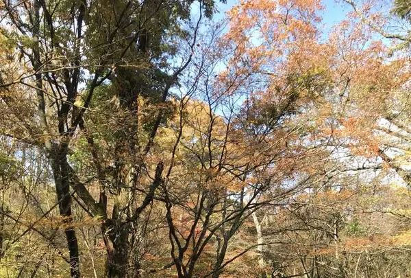 マゼノ渓谷の写真・動画_image_173045