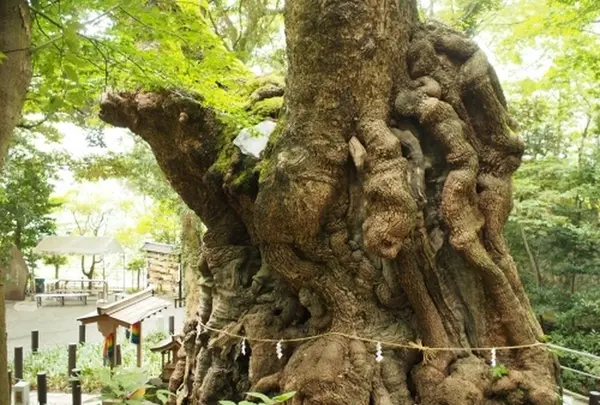 來宮神社の写真・動画_image_173365