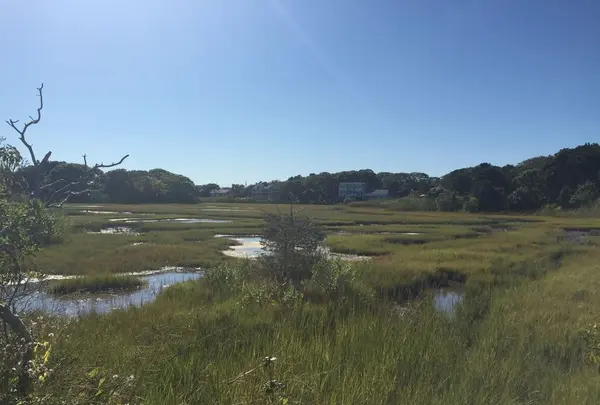 コッド岬の写真・動画_image_173509