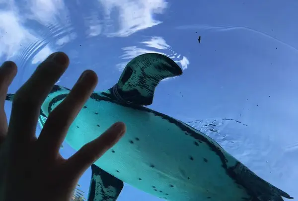 とべ動物園の写真・動画_image_174050